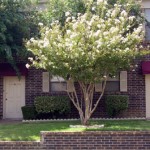 Hulen Park Place Townhomes Apartment Property Ground